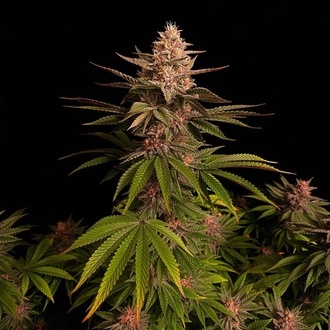 Purple Lemonade FF (FastBuds) Feminiserade