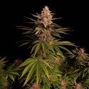 Purple Lemonade FF (FastBuds) Feminiserade