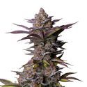 Tropicana Cookies FF (FastBuds) Feminiserade