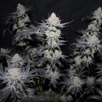Tropicana Cookies FF (FastBuds) Feminiserade