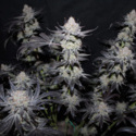 Tropicana Cookies FF (FastBuds) Feminiserade