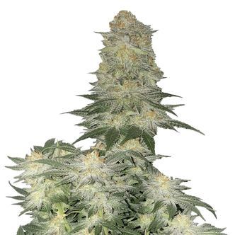 Wedding Cheesecake FF (FastBuds) feminiserade