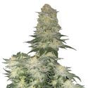 Wedding Cheesecake FF (FastBuds) Feminiserade
