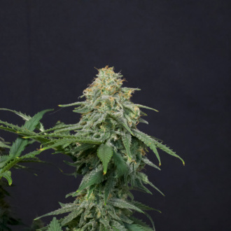 Wedding Cheesecake FF (FastBuds) Feminiserade