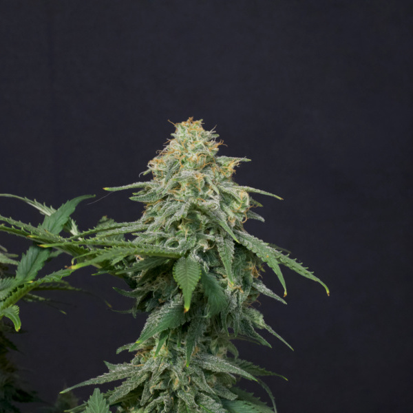 Wedding Cheesecake FF (FastBuds) Feminiserade