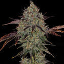 Jealousy (Zamnesia Seeds) Feminiserade