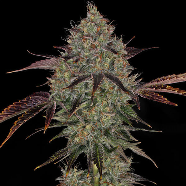 Jealousy (Zamnesia Seeds) Feminiserade