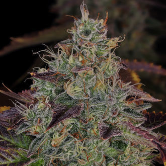 Jealousy (Zamnesia Seeds) Feminiserade