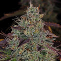 Jealousy (Zamnesia Seeds) Feminiserade