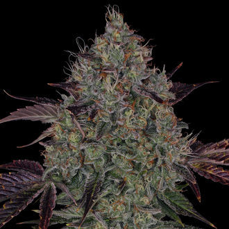 Jealousy (Zamnesia Seeds) Feminiserade
