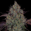 Jealousy (Zamnesia Seeds) Feminiserade