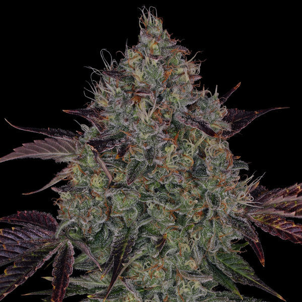Jealousy (Zamnesia Seeds) Feminiserade