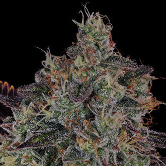 Jealousy (Zamnesia Seeds) Feminiserade