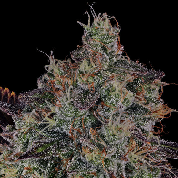 Jealousy (Zamnesia Seeds) Feminiserade