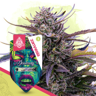 Jealousy (Zamnesia Seeds) Feminiserade