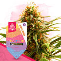 Candy Rain (Zamnesia Seeds) Feminiserade