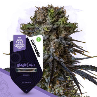 Black Orchid (Zamnesia Seeds) feminiserade