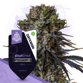 Black Orchid (Zamnesia Seeds) Feminiserade