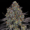 Black Orchid (Zamnesia Seeds) Feminiserade