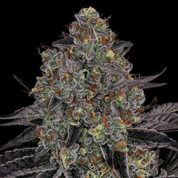Black Orchid (Zamnesia Seeds) Feminiserade