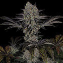 Black Orchid (Zamnesia Seeds) Feminiserade