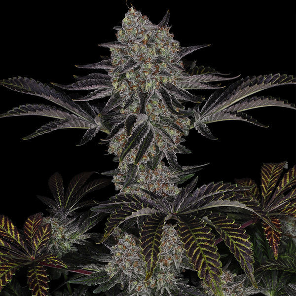 Black Orchid (Zamnesia Seeds) Feminiserade
