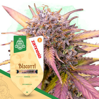 Biscotti (Zamnesia Seeds) feminiserade cannabisfr&ouml;n