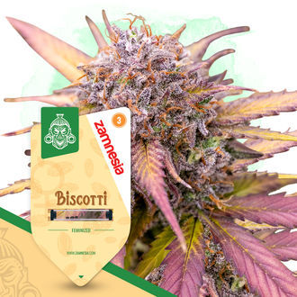 Biscotti (Zamnesia Seeds) Feminiserade