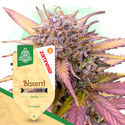 Biscotti (Zamnesia Seeds) Feminiserade
