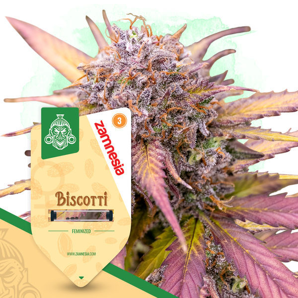Biscotti (Zamnesia Seeds) Feminiserade