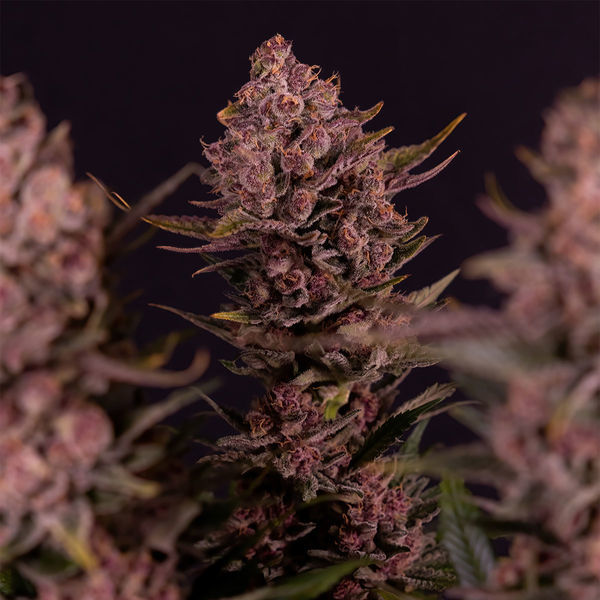 Biscotti (Zamnesia Seeds) Feminiserade