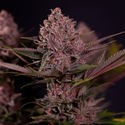 Biscotti (Zamnesia Seeds) Feminiserade