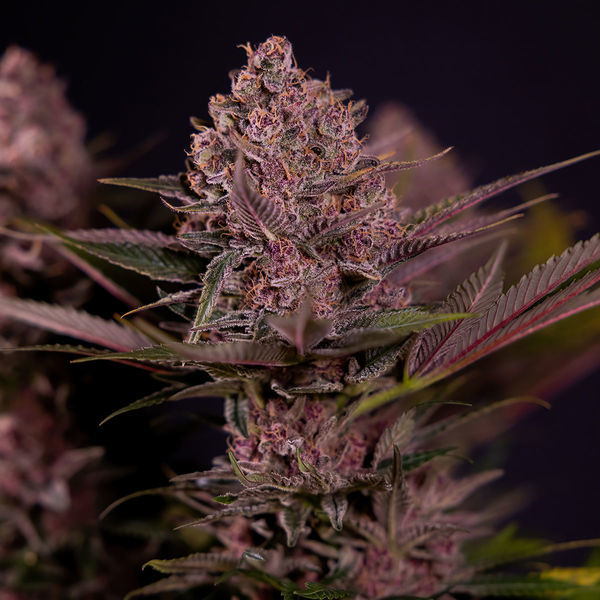 Biscotti (Zamnesia Seeds) Feminiserade