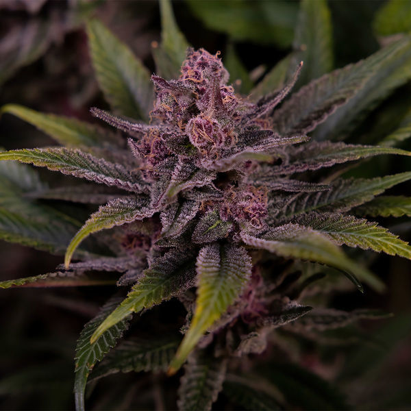 Biscotti (Zamnesia Seeds) Feminiserade