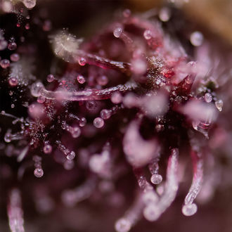 Biscotti (Zamnesia Seeds) Feminiserade