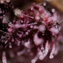 Biscotti (Zamnesia Seeds) Feminiserade