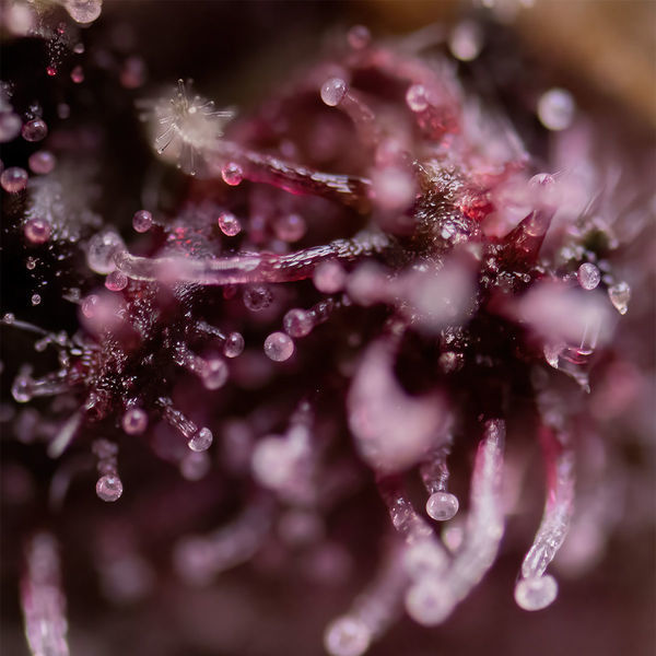 Biscotti (Zamnesia Seeds) Feminiserade