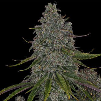 Strawberry Cough (Zamnesia Seeds) Feminiserade
