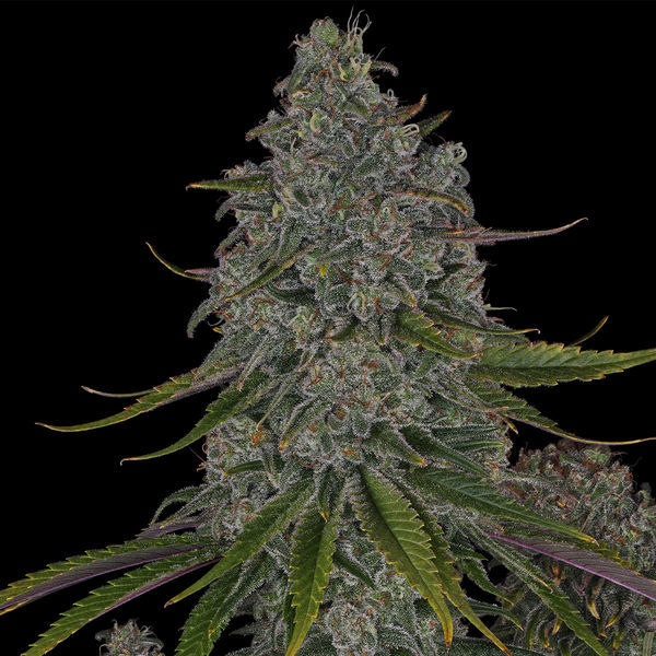Strawberry Cough (Zamnesia Seeds) Feminiserade