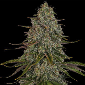 Strawberry Cough (Zamnesia Seeds) Feminiserade