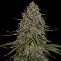 Strawberry Cough (Zamnesia Seeds) Feminiserade