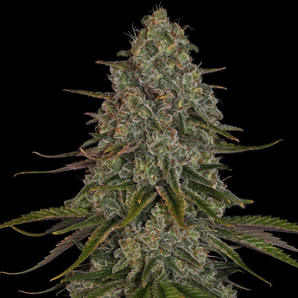 Strawberry Cough (Zamnesia Seeds) Feminiserade