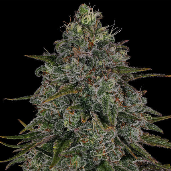 Strawberry Cough (Zamnesia Seeds) Feminiserade