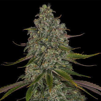 Strawberry Cough (Zamnesia Seeds) Feminiserade
