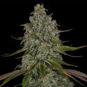 Strawberry Cough (Zamnesia Seeds) Feminiserade