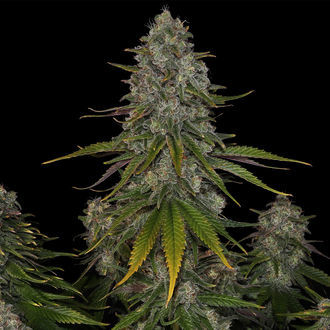Strawberry Cough (Zamnesia Seeds) Feminiserade