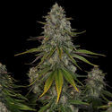 Strawberry Cough (Zamnesia Seeds) Feminiserade