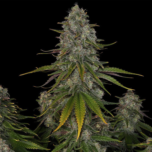 Strawberry Cough (Zamnesia Seeds) Feminiserade