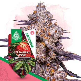 Strawberry Cough (Zamnesia Seeds) Feminiserade