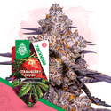 Strawberry Cough (Zamnesia Seeds) Feminiserade